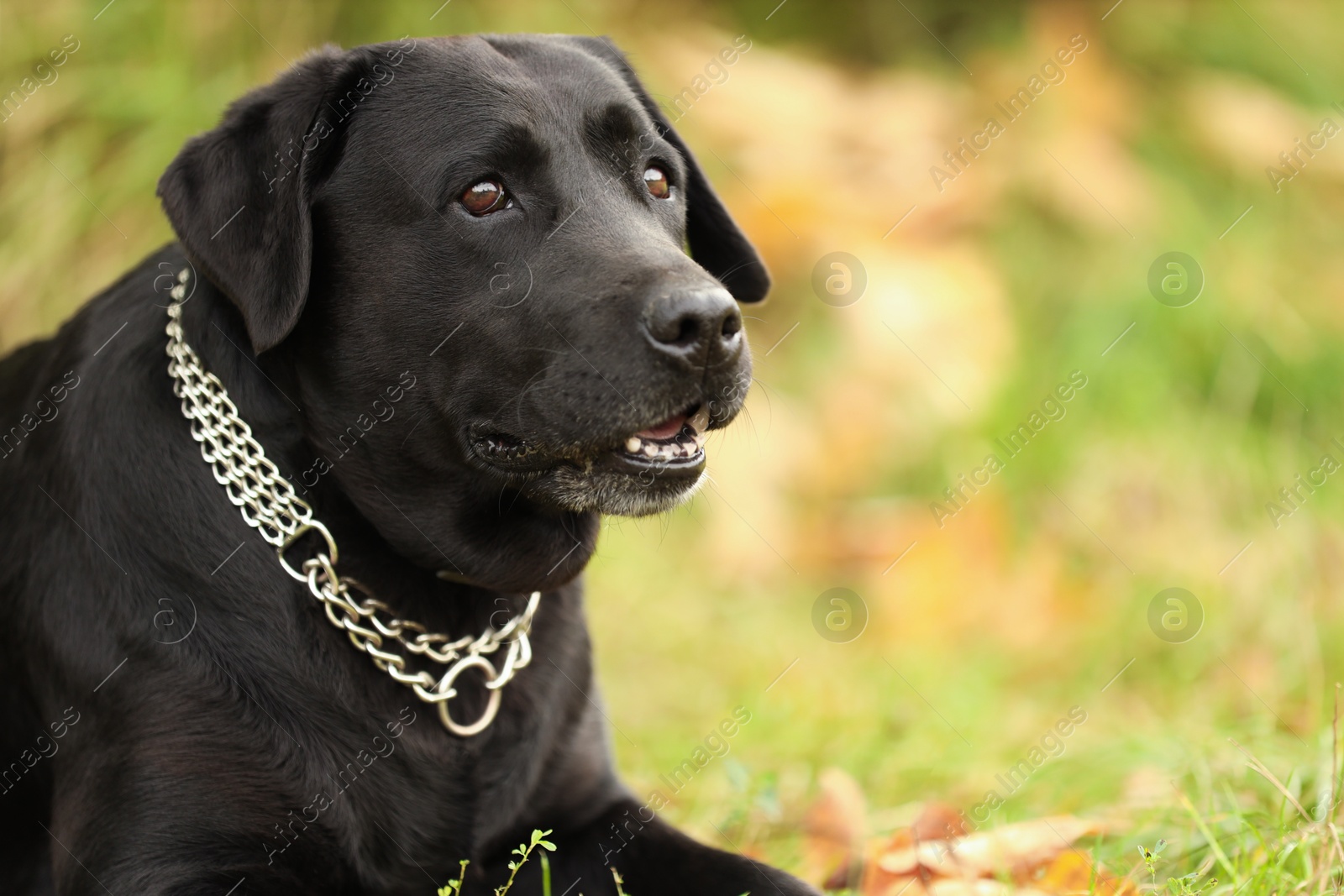 Photo of Portrait of adorable Labrador Retriever dog on blurred background. Space for text