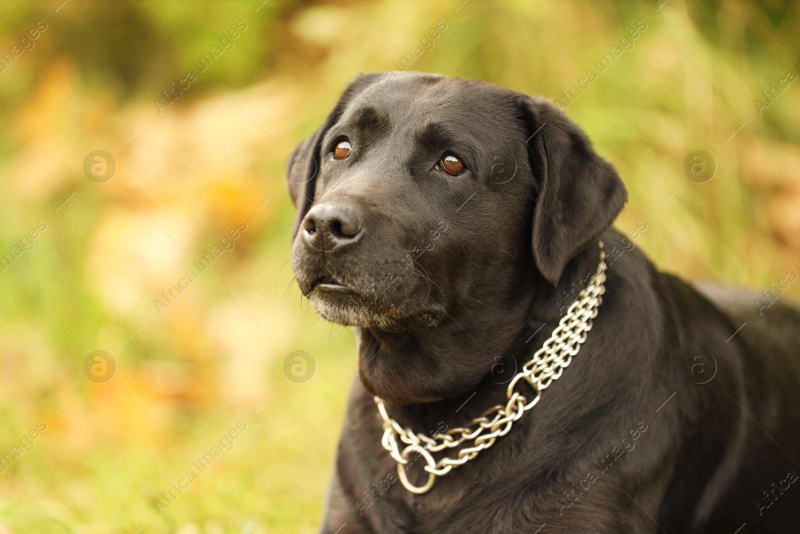 Photo of Portrait of adorable Labrador Retriever dog on blurred background. Space for text