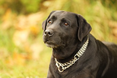 Photo of Portrait of adorable Labrador Retriever dog on blurred background. Space for text