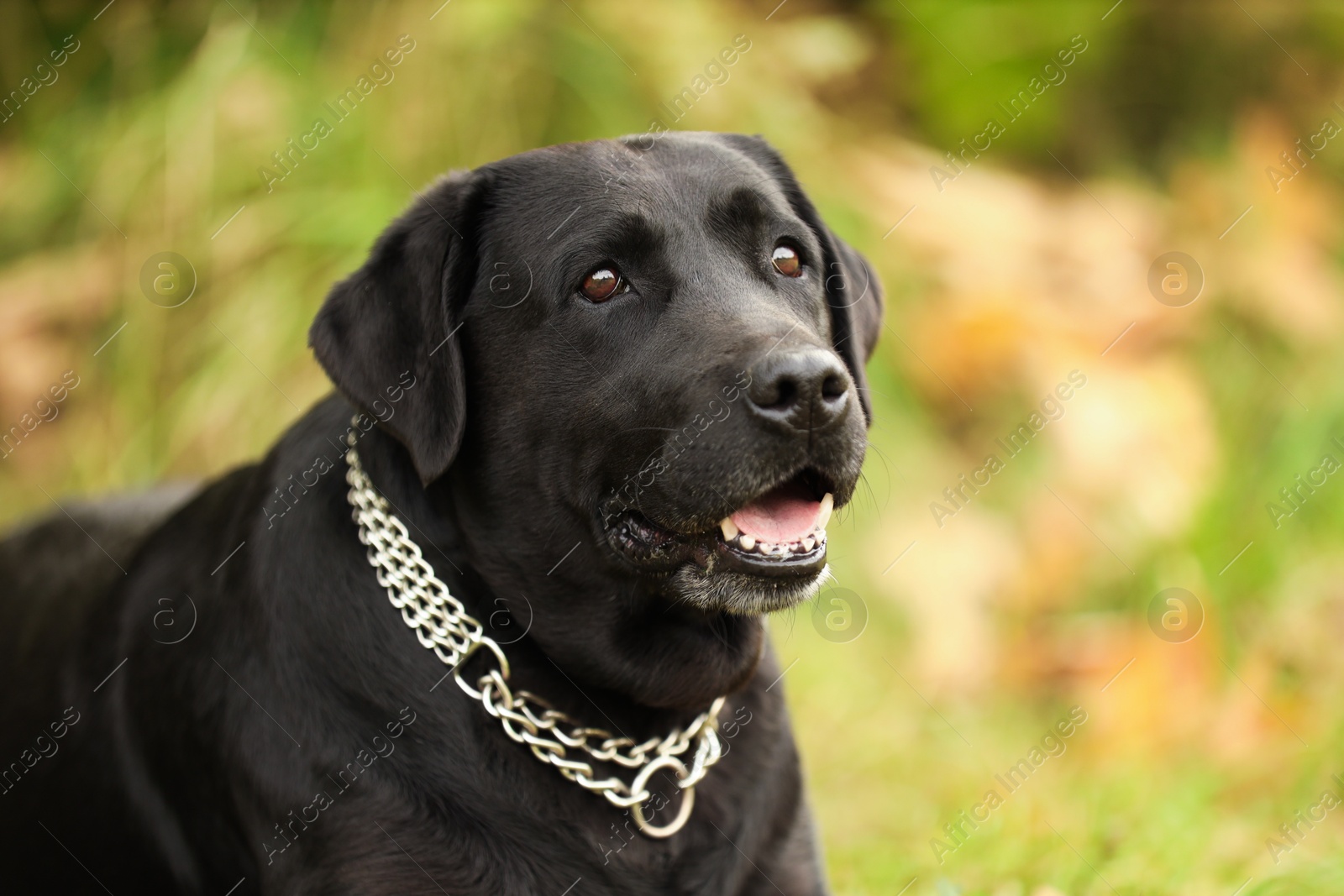 Photo of Portrait of adorable Labrador Retriever dog on blurred background. Space for text