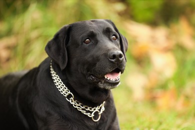 Photo of Portrait of adorable Labrador Retriever dog on blurred background. Space for text