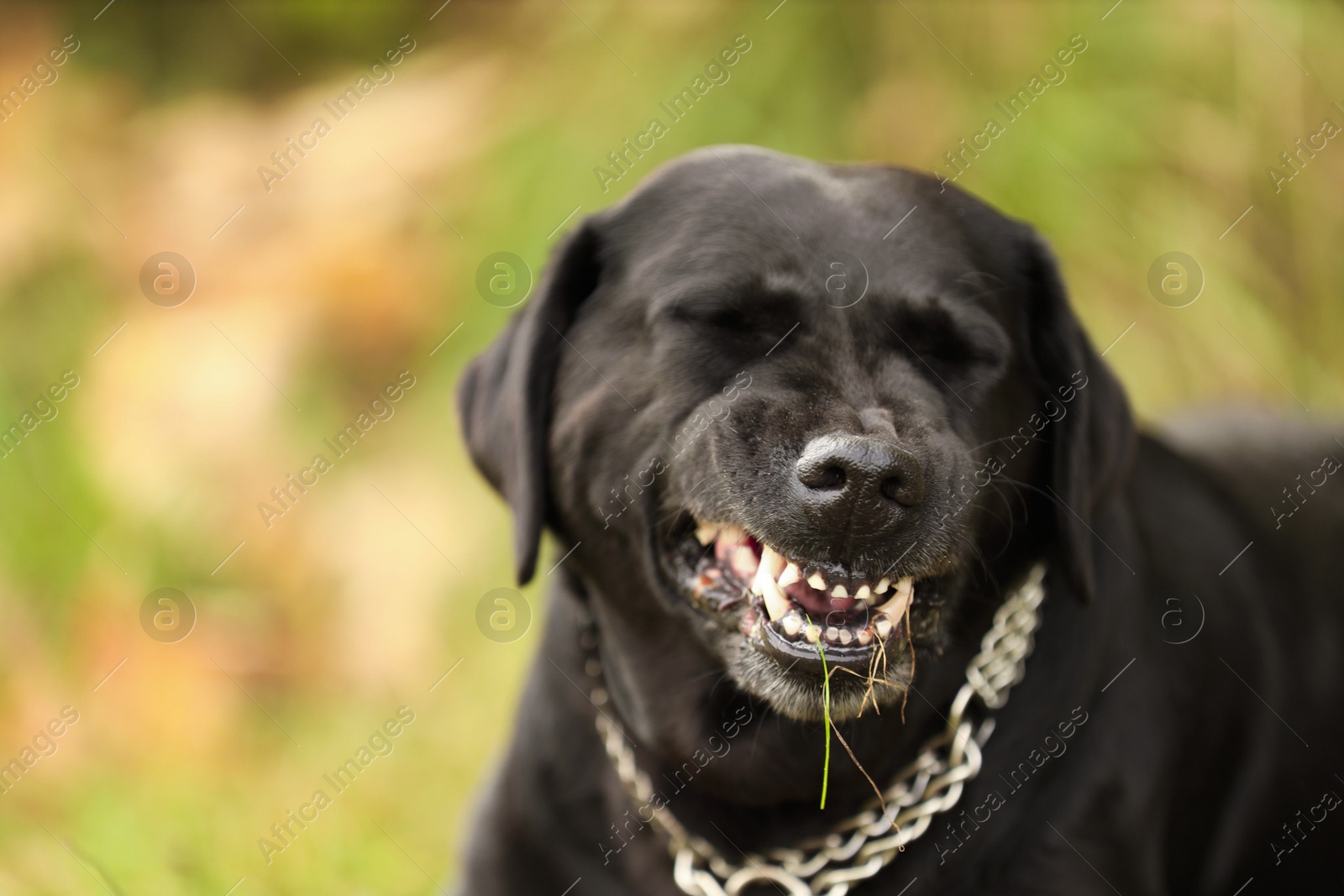 Photo of Adorable Labrador Retriever dog on blurred background. Space for text