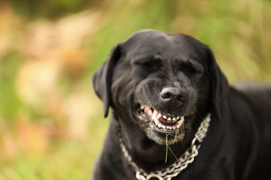 Photo of Adorable Labrador Retriever dog on blurred background. Space for text