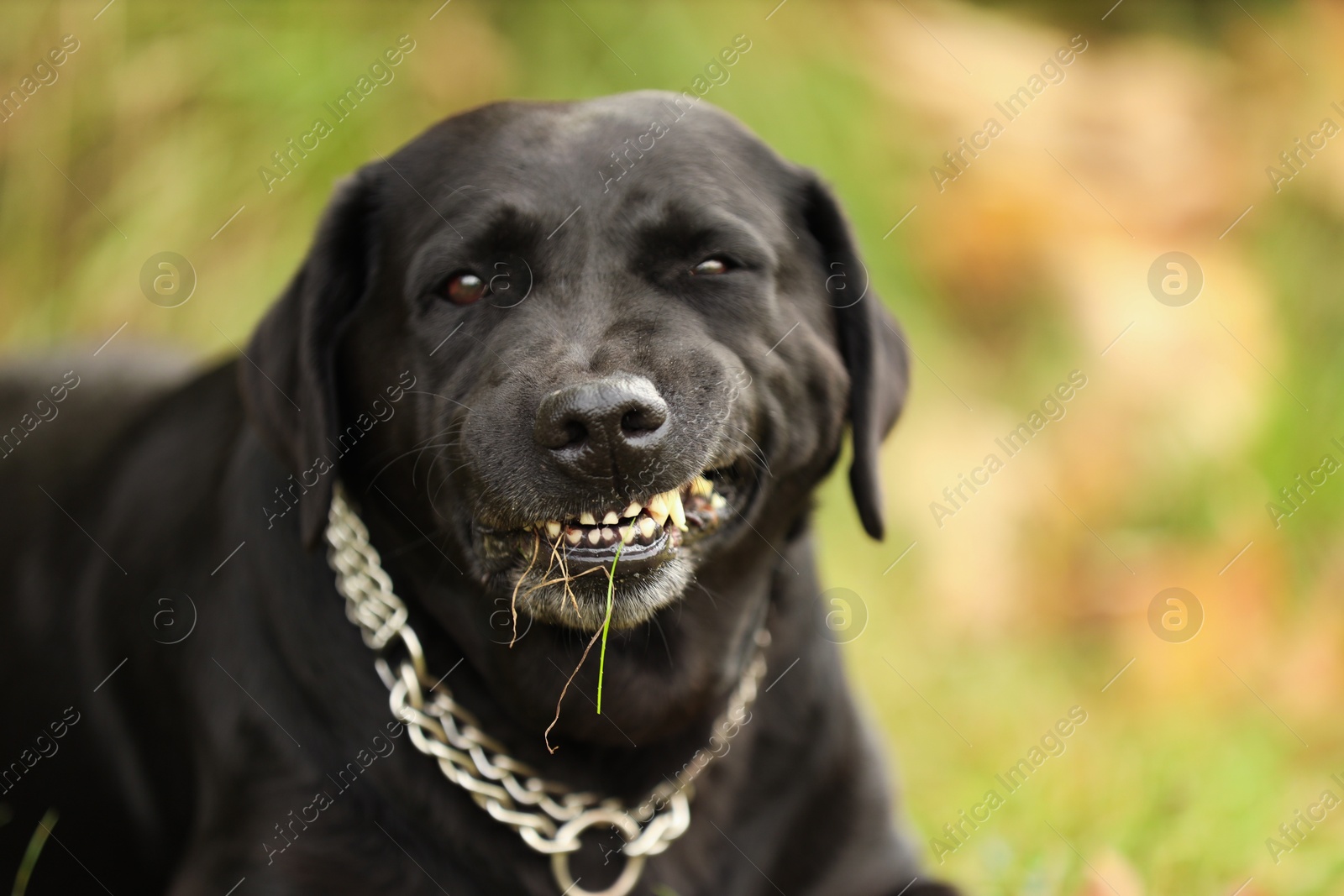 Photo of Adorable Labrador Retriever dog on blurred background. Space for text