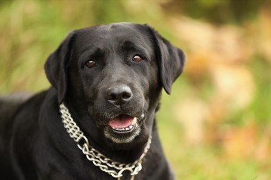 Photo of Portrait of adorable Labrador Retriever dog on blurred background