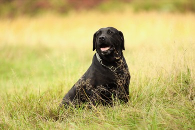 Photo of Adorable Labrador Retriever dog sitting on green grass