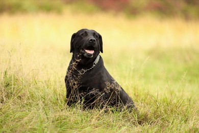 Photo of Adorable Labrador Retriever dog sitting on green grass