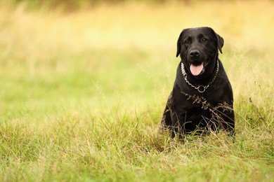 Photo of Adorable Labrador Retriever dog sitting on green grass. Space for text