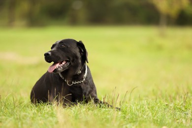 Photo of Adorable Labrador Retriever dog lying on green grass. Space for text