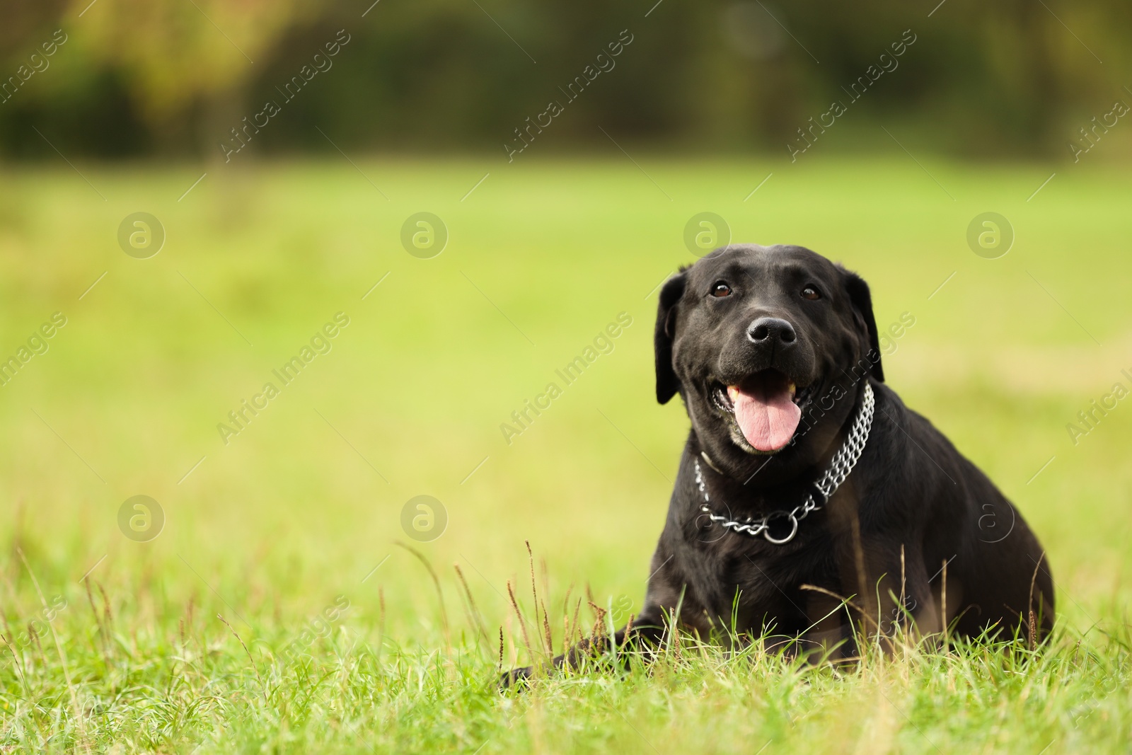 Photo of Adorable Labrador Retriever dog lying on green grass. Space for text