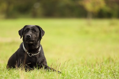 Photo of Adorable Labrador Retriever dog lying on green grass. Space for text