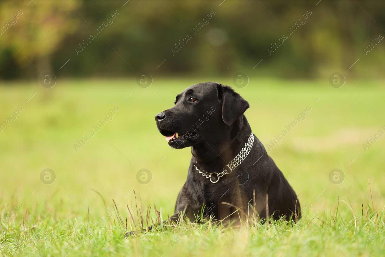 Adorable Labrador Retriever dog lying on green grass. Space for text Photo of Adorable Labrador Retriever dog lying on green grass. Space for text