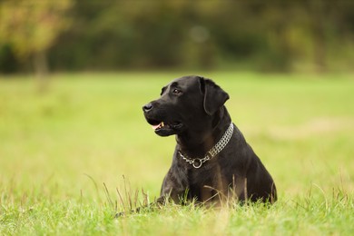 Photo of Adorable Labrador Retriever dog lying on green grass. Space for text