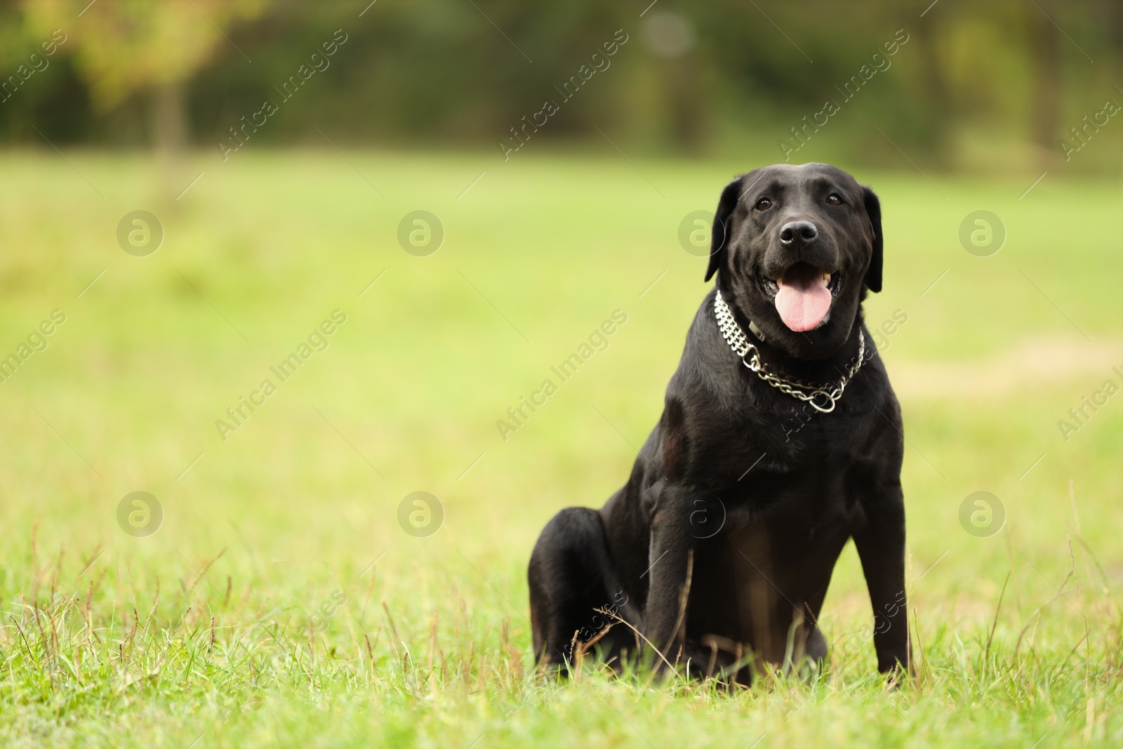 Photo of Adorable Labrador Retriever dog sitting on green grass. Space for text