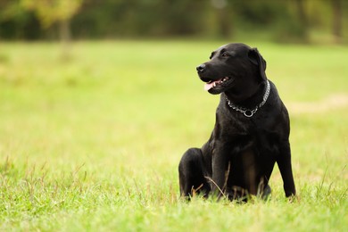 Photo of Adorable Labrador Retriever dog sitting on green grass. Space for text