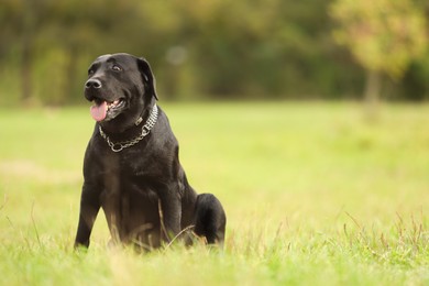 Photo of Adorable Labrador Retriever dog sitting on green grass. Space for text