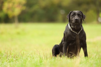 Photo of Adorable Labrador Retriever dog sitting on green grass. Space for text