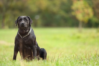 Photo of Adorable Labrador Retriever dog sitting on green grass. Space for text