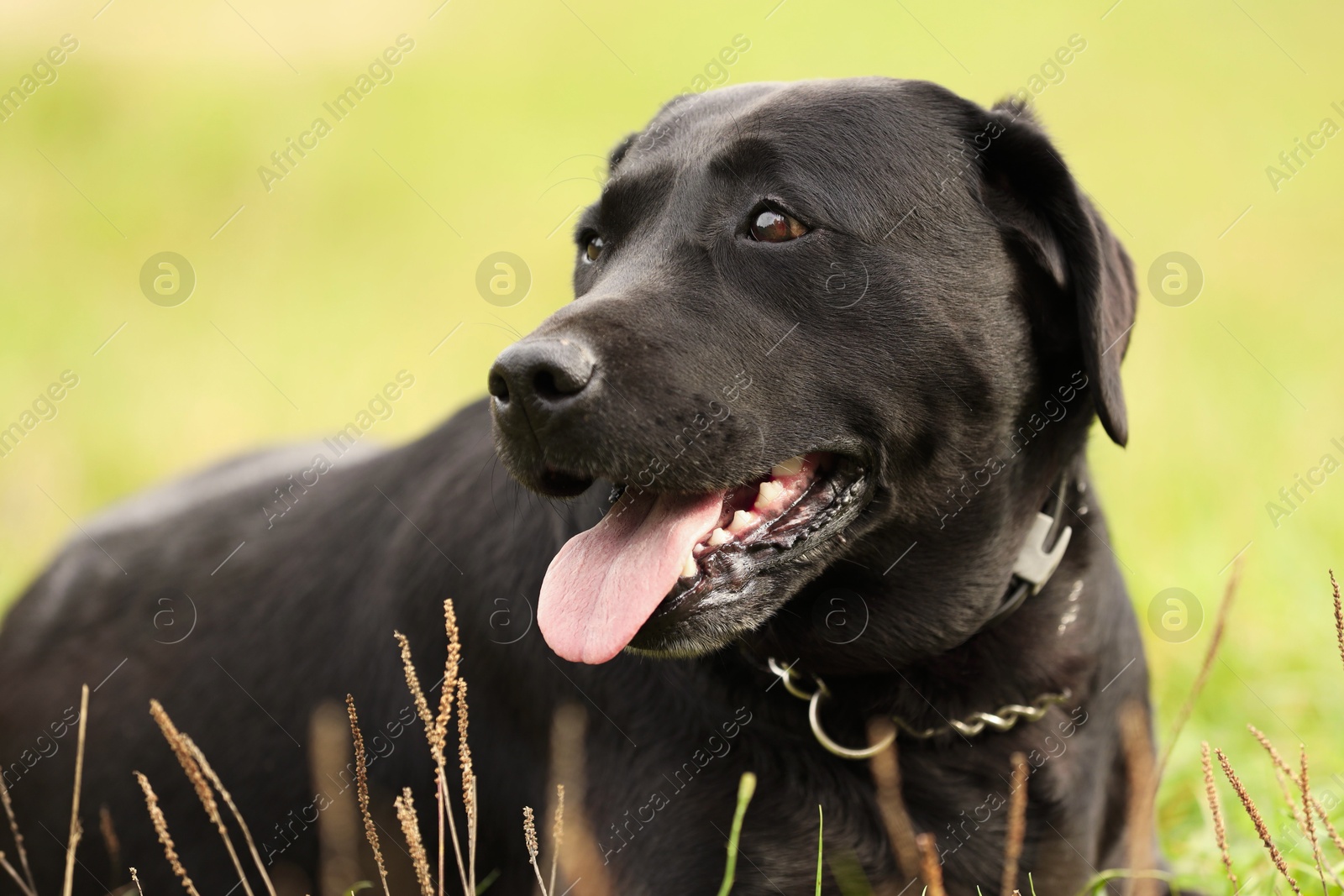 Photo of Adorable Labrador Retriever dog on green grass