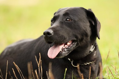 Photo of Adorable Labrador Retriever dog on green grass