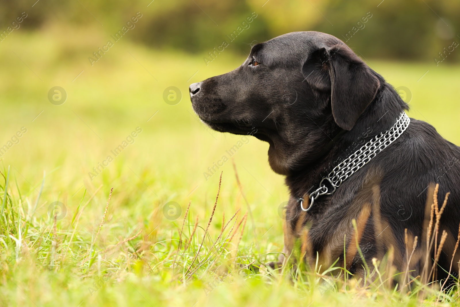 Photo of Adorable Labrador Retriever dog on green grass. Space for text