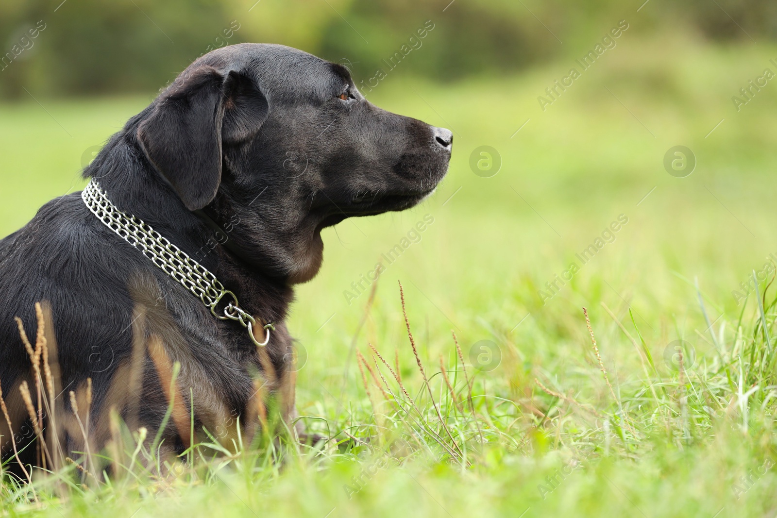 Photo of Adorable Labrador Retriever dog on green grass. Space for text