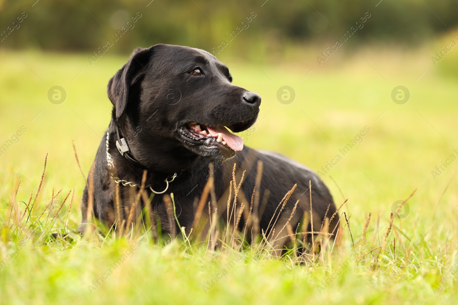 Photo of Adorable Labrador Retriever dog on green grass