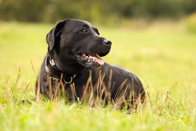 Photo of Adorable Labrador Retriever dog on green grass