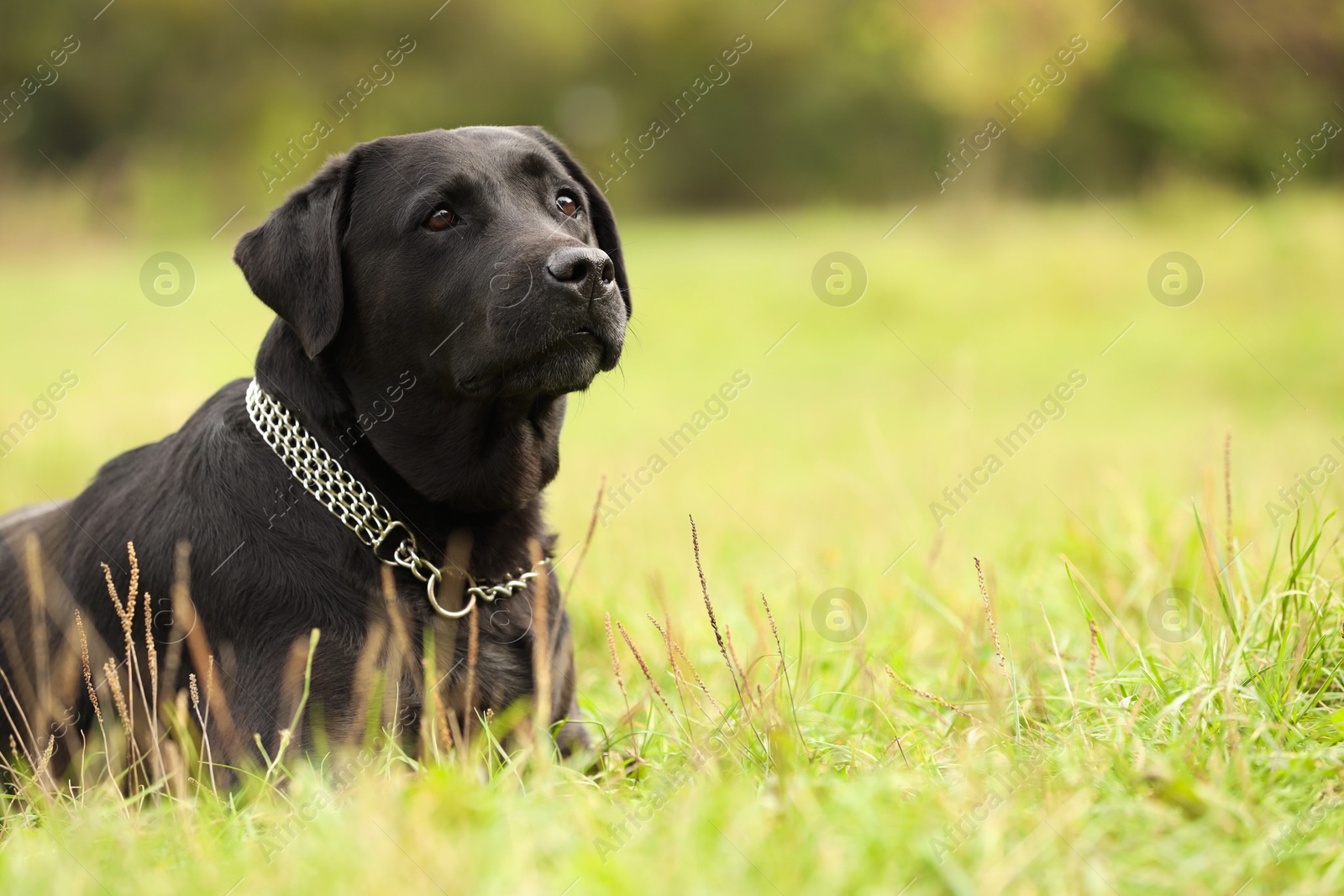 Photo of Adorable Labrador Retriever dog on green grass. Space for text