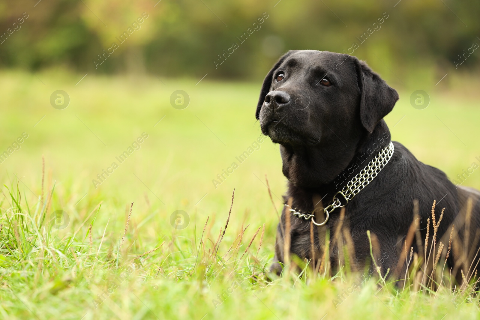 Photo of Adorable Labrador Retriever dog on green grass. Space for text