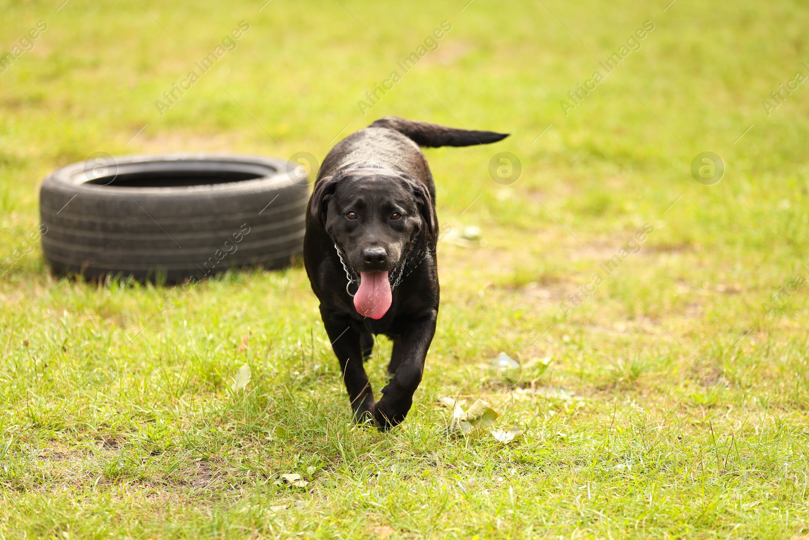 Photo of Adorable Labrador Retriever dog walking on green grass