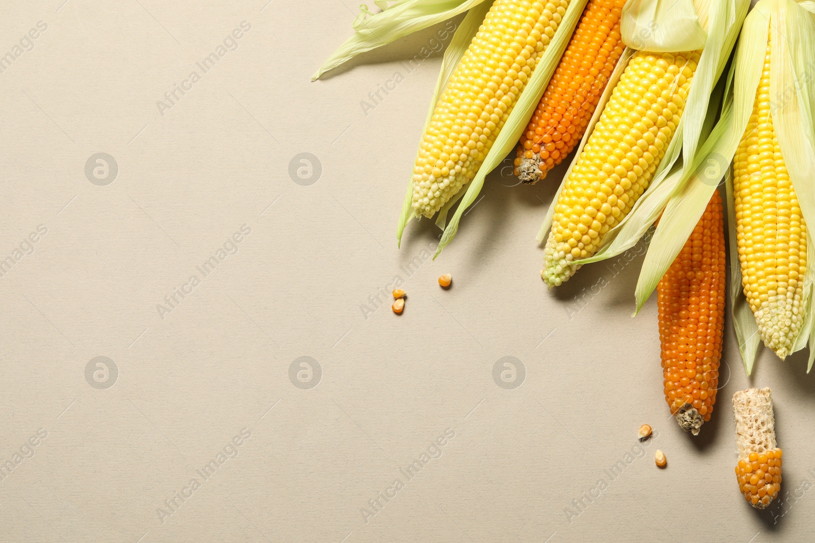 Photo of Many corncobs with husks on beige background, top view. Space for text