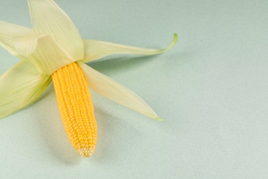 Photo of Fresh ripe corncob with green husks on light background. Space for text