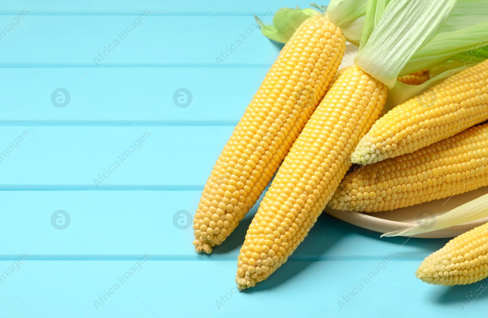 Photo of Many fresh ripe corncobs with green husks on light blue wooden table. Space for text