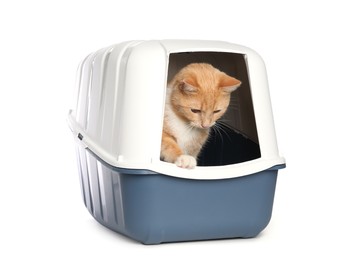 Photo of Cute ginger cat in litter box on white background