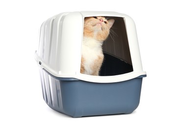 Photo of Cute ginger cat in litter box on white background