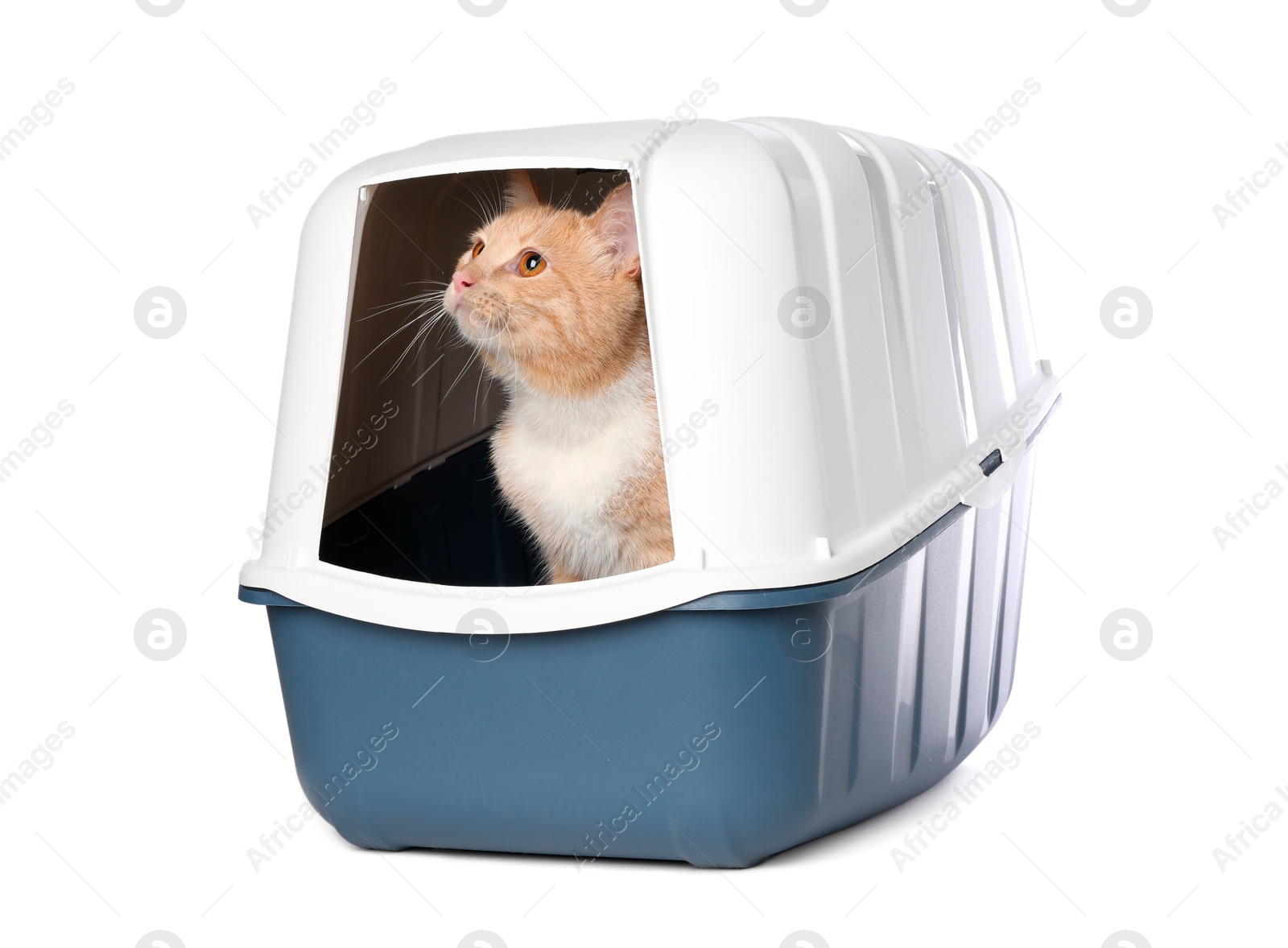 Photo of Cute ginger cat in litter box on white background