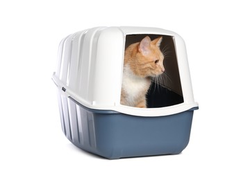 Photo of Cute ginger cat in litter box on white background