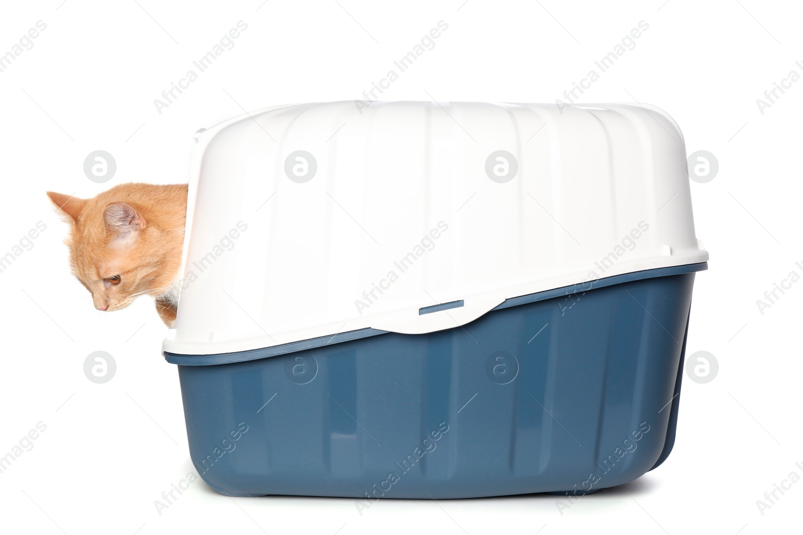 Photo of Cute ginger cat in litter box on white background