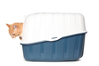 Photo of Cute ginger cat in litter box on white background