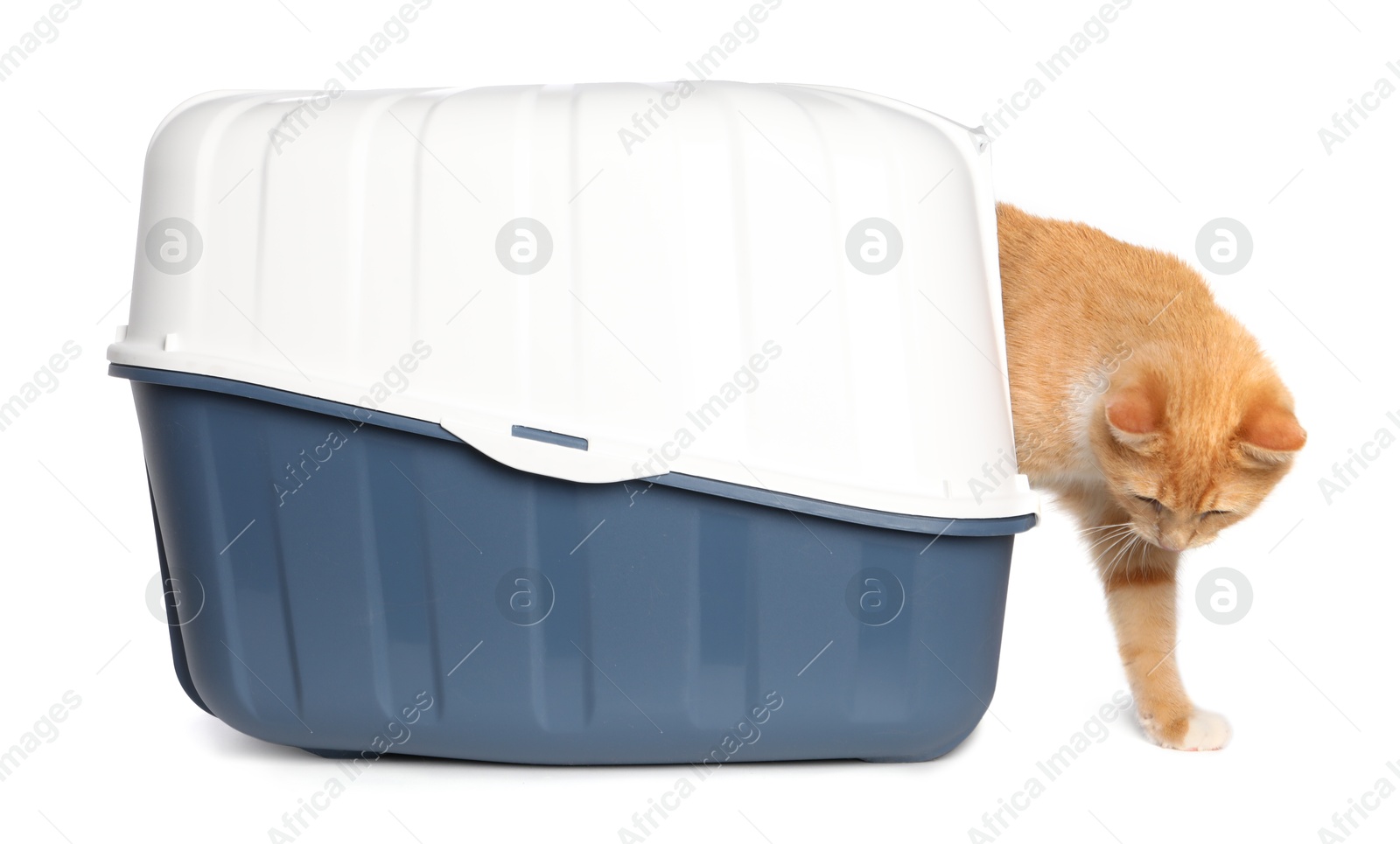 Photo of Cute ginger cat in litter box on white background