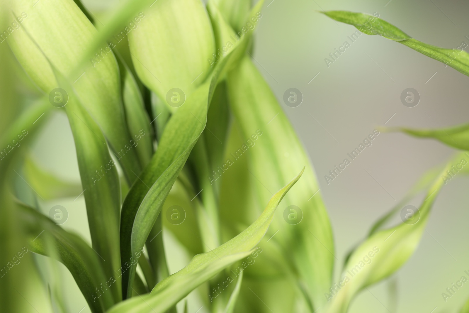 Photo of Beautiful decorative bamboo plant on blurred background, closeup