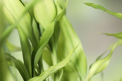 Beautiful decorative bamboo plant on blurred background, closeup