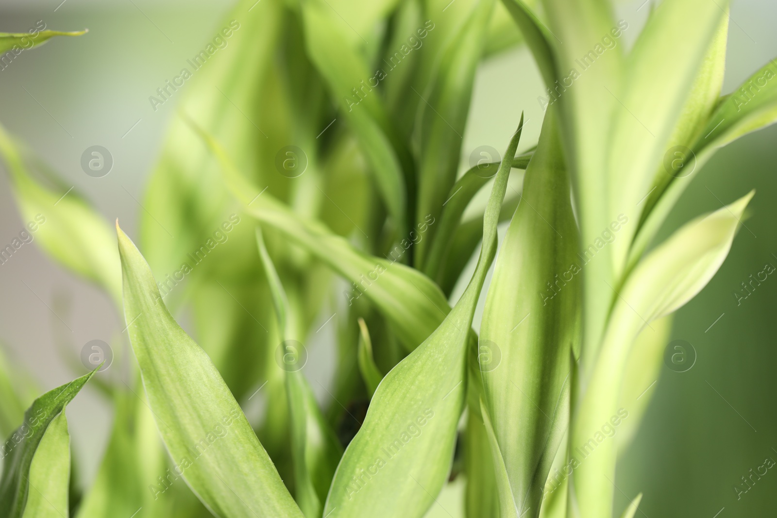 Photo of Beautiful decorative bamboo plant on blurred background, closeup