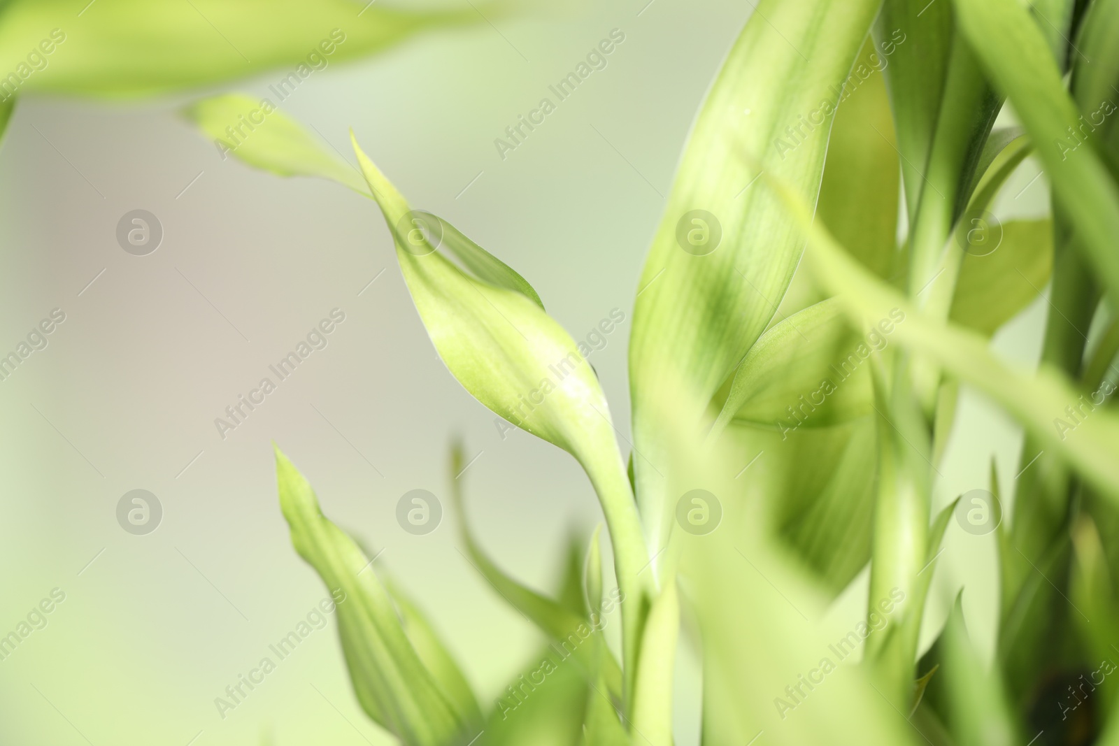 Photo of Beautiful decorative bamboo plant on blurred background, closeup