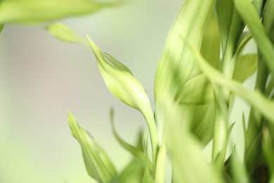 Beautiful decorative bamboo plant on blurred background, closeup