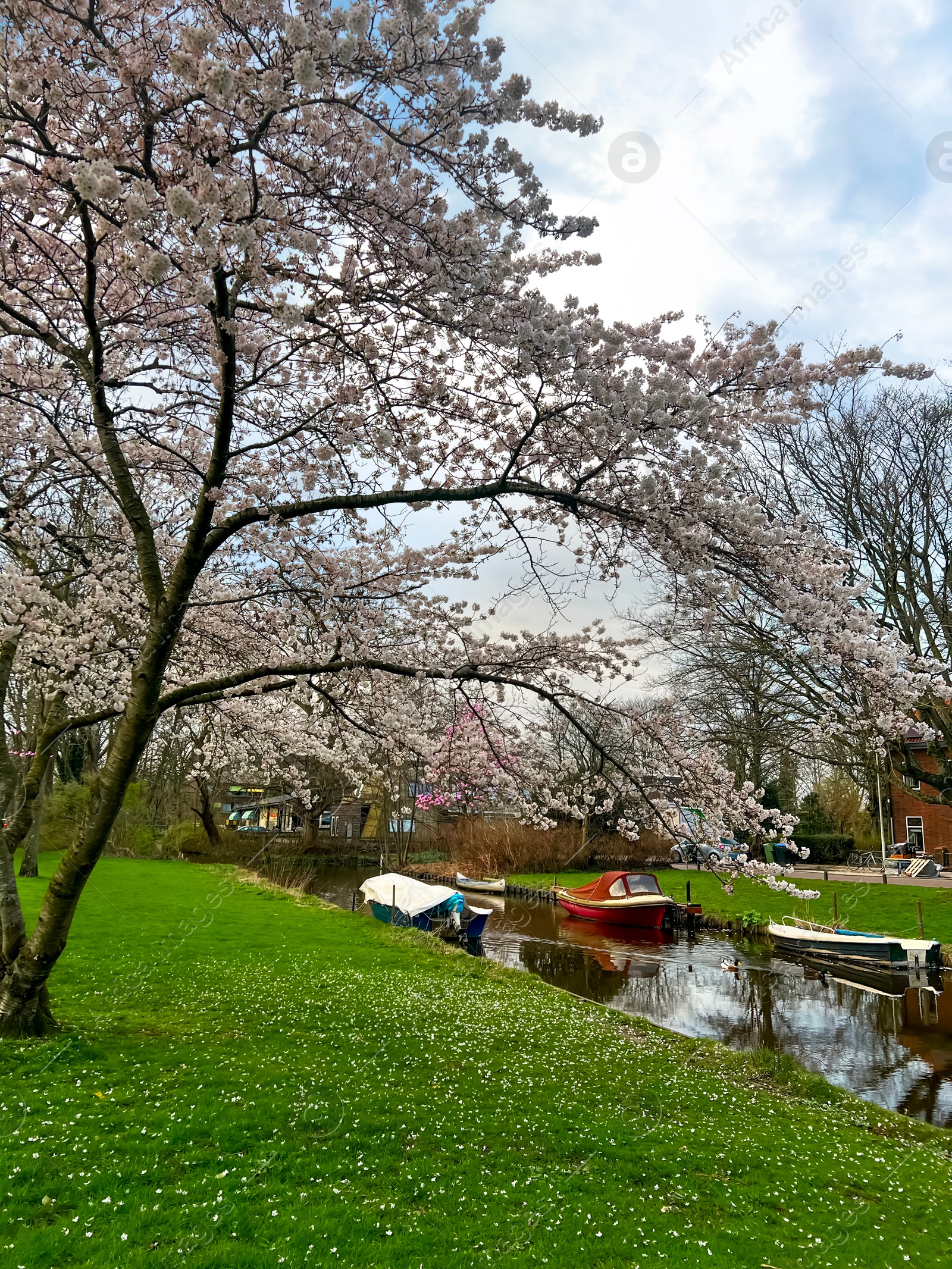 Photo of Picturesque view of canal with moored boats and blossoming trees in spring