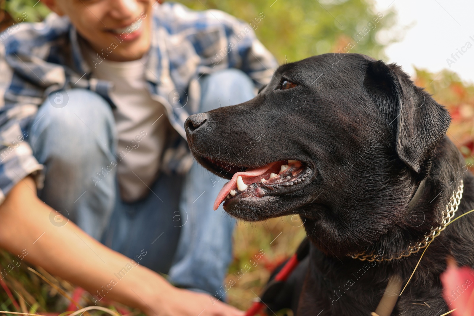 Photo of Portrait of cute dog with owner outdoors, selective focus