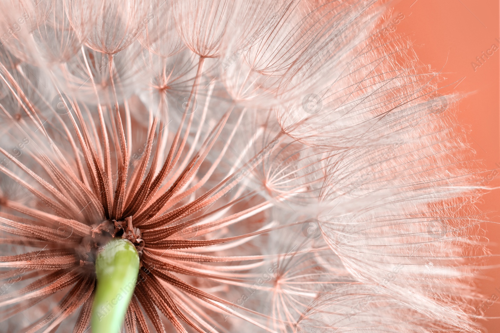 Image of Beautiful fluffy dandelion flower on peach fuzz color background, closeup