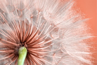 Beautiful fluffy dandelion flower on peach fuzz color background, closeup